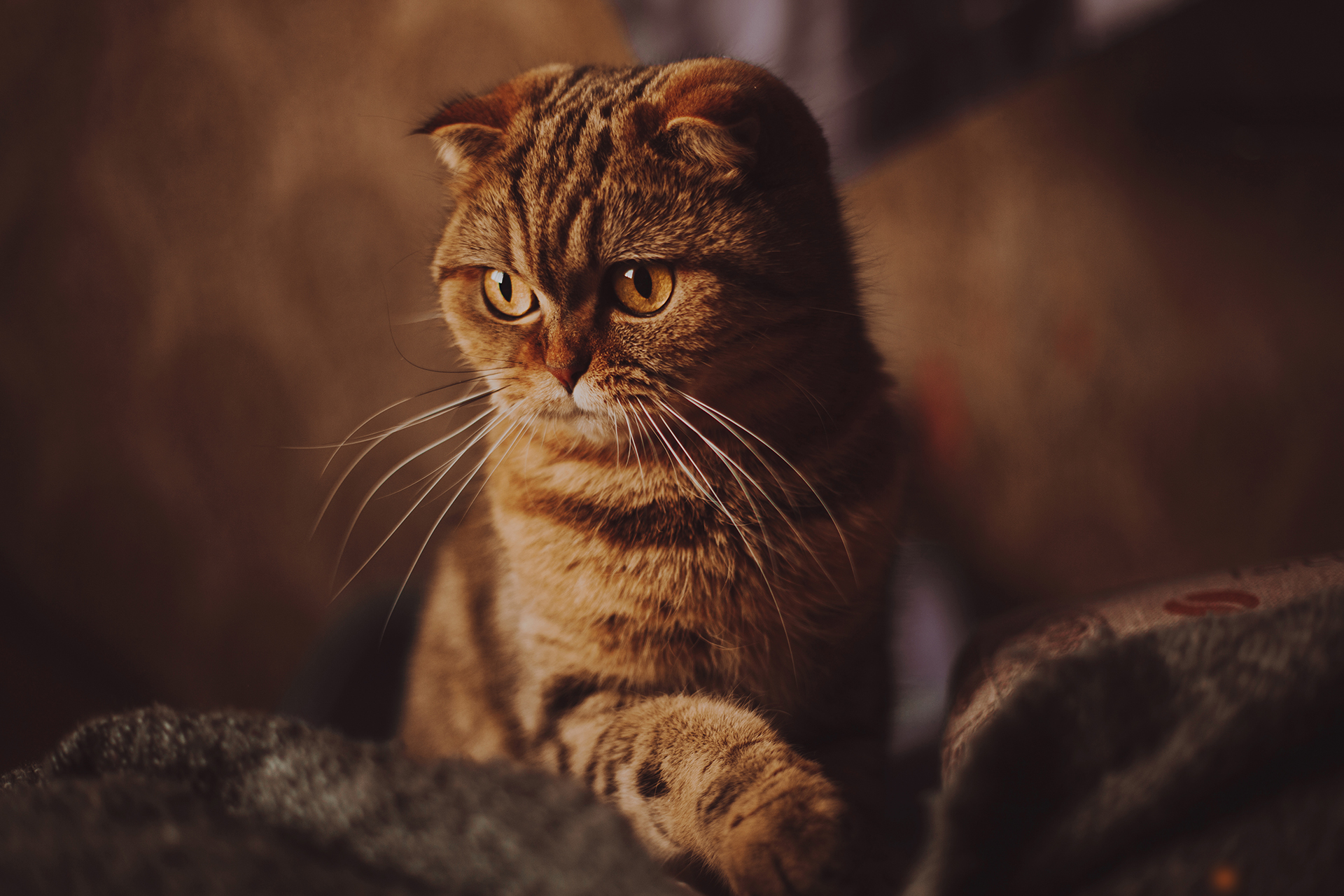 Depth of Field Teknik Mengatur Fokus Efek Blur