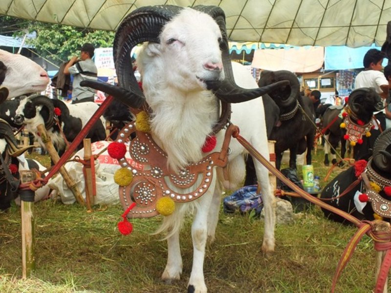 DOMBA GARUT