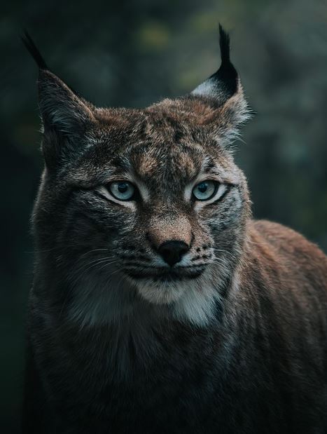 5 Ide Teknik Fotografi Hewan di Alam Bebas agar Hasil Foto Lebih Dramatis dan Natural